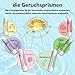 Hion Riechtraining Set, Sniffin Sticks, 6 ätherischen Ölen, Geruchstraining Set hilft Ihren Geruchssinn wiederzuerlangen, Zitrone Minze Rose Grapefruit Gewürznelke Eukalyptus Ätherische Öle