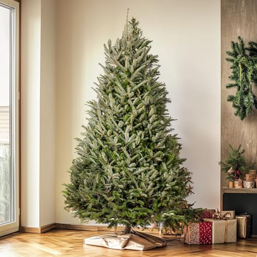 GardenersDream Fraser Fir Fresh Cut Christmas Tree - Real Live Fresh Seasonal Xmas Tree (8ft, 240cm) (Delivery Week 1: 24th - 28th NOV)