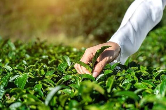 Alwazah Tea, Pure Ceylon, 14.1 Ounce