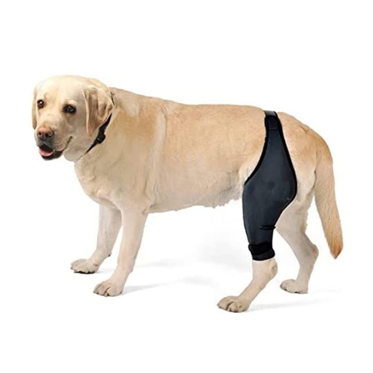 Abaodam 5 Pz per Il Naso del Cane Bende per Cani per Ferite Maniche delle Gambe Articolazione del Cane Zampa Posteriore del Tutore per Cani Manica al Ginocchio Il Cane