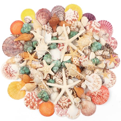 680g Coquillages Mixtes, 130+ Coquillages de Plage de DifféRentes Tailles éToiles de Mer Coquillages d'HuîTres Coquillages Marins Aquarium Poissons DIY Vase...