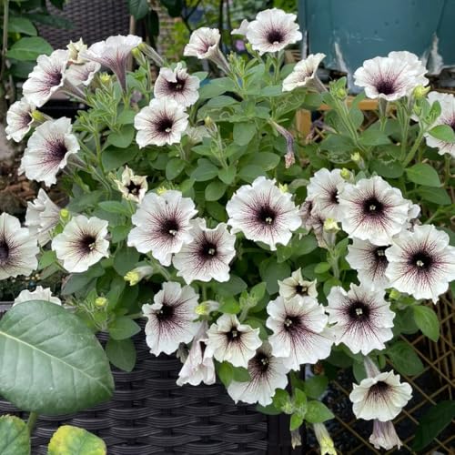 semi di petunia appesi to perenne, decorazione autunnale di petunia petunia da balcone resistenti di campo, 35pcs