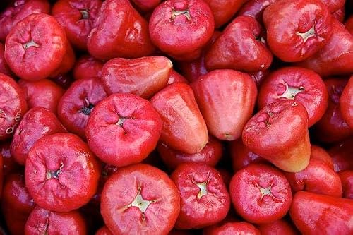 10+ Wax Apple Tree Seeds for Planting, Wax Apple Seeds for Home Garden, Greenhouse & Exotic Fruit Enthusiasts