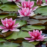 Chalily Live Aquatic Hardy Water Lily | Pre-Grown, Pre