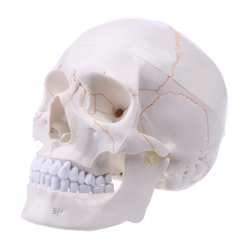 Naturalnej wielkości Model ludzkiej czaszki anatomia anatomiczna nauczanie medyczne głowa szkieletu studiowanie materiałów dydaktycznych