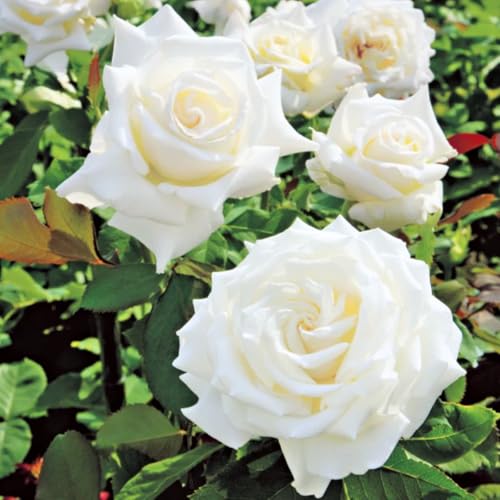 Rose Live Plant for Planting, Fragrant Rose Bush, 5-10” Tall, Ready to Grow Flowering Shrub for...
