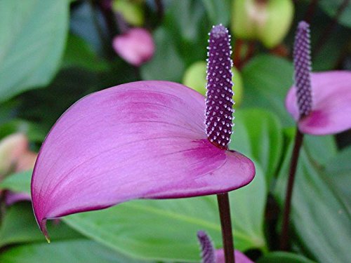Nuovo Anthurium Fiore Semi100 Pezzi Blue : Amazon.com.be: Garden