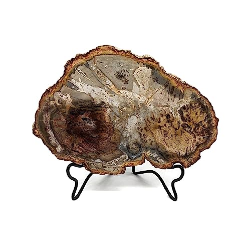 Petrified Wood Slab with Stand - 4.5 to 5 inch - Natural Petrified Wood Polished on Both Sides