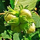 TomorrowSeeds - Hazelnut Tree Seeds - 30+ Count - For 2026 Planting Corylus Avellana Hazel Nut Filbert Cobnut Praline Bonsai American Birch Native Perennial Trees Grow Your Own Home Farm Patio Healthy