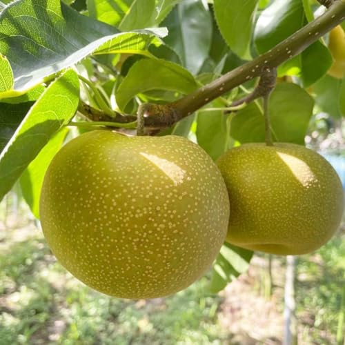 [先行予約]幸水 梨 約 5kg 10玉〜14玉 [ 茨城県共通品 / かすみがうら市 ] なし 鈴木農園 産地直送 フルーツ 甘い 直送 茨城 限定 [ED003sa]