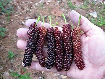 Pakistan Long Mulberry Tree - Morus Macroura - Not Dwarf