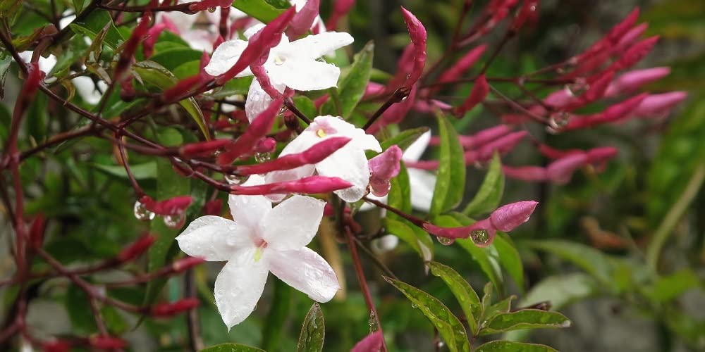 Verdecora Jazmín Chino | Planta natural de exterior con flor | Planta Perenne Trepadora Perfumada | Gran cantidad de flores con intenso aroma (Maceta 3L)