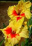(2) Jester Gladiolus, Beautiful Flowering Sword Lily, Gladioli Large Bulbs,plants,perennials, Great Flower
