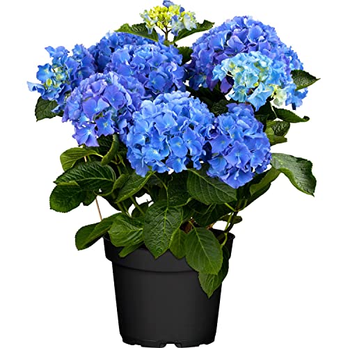 DECOALIVE Hortensia Hydrangea Macrophylla Flor de Exterior e Interior Planta Natural