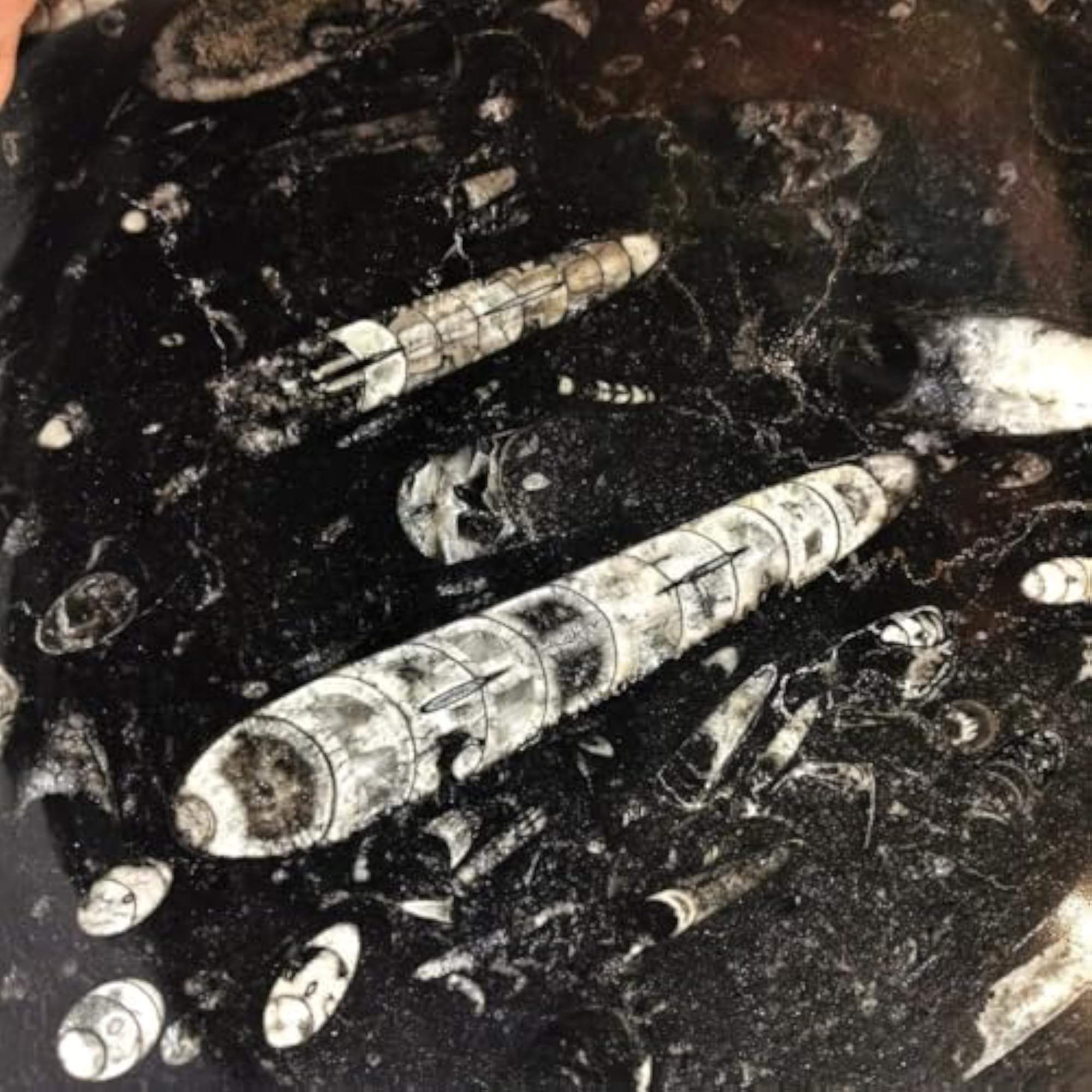 Natural Orthoceras Kuber Crystal Bowl for Prosperity