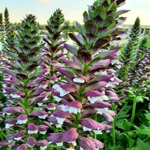 100pcs Purple Acanthus Mollis Plant Seeds