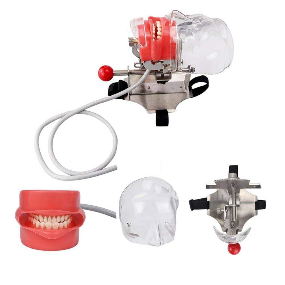 Manichino Simulatore Dentale Phantom Head Plastic Educational Dental Tooth Model con Montaggio da Banco, Testa di Manichino Simulatore Dentale per Scuole di Odontoiatria Istruzione Pratica