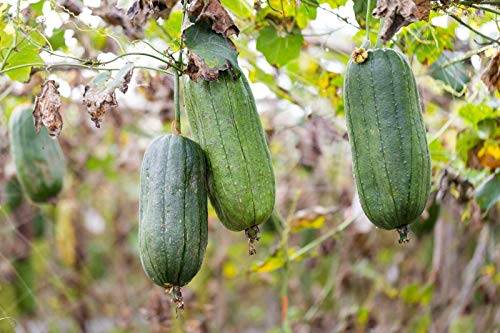 20 Luffa Gourd Seeds, Luffa Sponge Seeds, Loofah, Vegetable Sponge Seeds - 20 Seeds (Luffa Cylindrica/Aegyptiaca/Cucurbita Luffa) - Pack Of 20 Rare And Viable Seeds - Qo Seeds #TOP2
