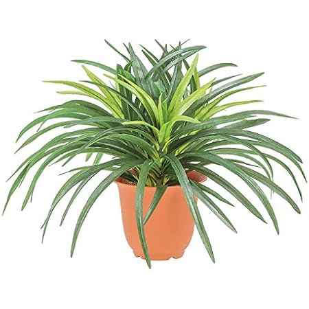 Amazon ドラセナブッシュ 3 ツートングリーン 屋外対応 ポット別売り Lebtgr フェイクグリーン リーフ ブッシュ 束 人工観葉植物 屋外対応 ドラセナブッシュ ドラセナ 人工観葉植物 オンライン通販