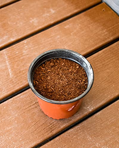 Christmas Cactus Potting Soil Mix (4 Quarts), Hand Blended Soil For Indoor Houseplants Custom Blended #TOP4