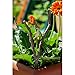 Top Collection 4398 Miniature Fairy Garden Frog Climbing Branch & Planter Stake Decor, Small