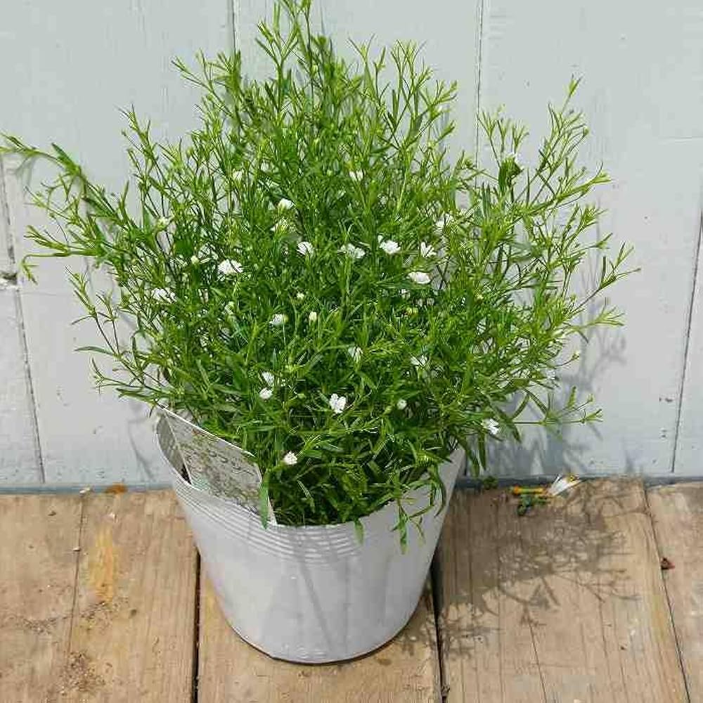 かすみ草さま　白のみ生地終了 かすみ草さま 白のみ生地終了 かすみ草さま 白のみ生地終了