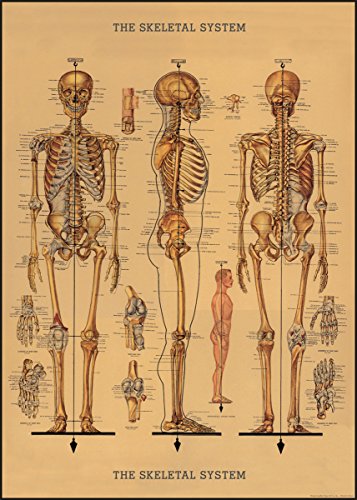 Planche anatomique Cavallini Skeleton Chart pour déco cabinet de curiosités