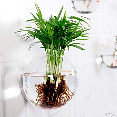 Kit com 3 plantas suculentas, plantador de parede, terrário, jardim, decoração de casa, vasos suspen