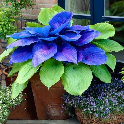 Hosta bulbo.Perenne, ideal para embellecer el paisaje. Hojas altas y grandes. Tolera el frío.（NVNJHJN）.-4 Rizoma-B