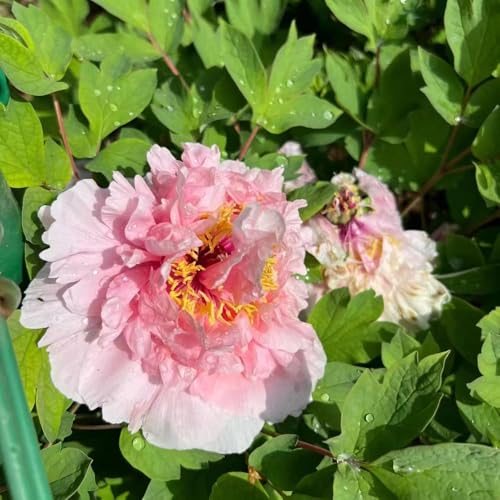 bulbi di peonia da giardino perenni resistenti per giardino, bulbi primavera prato 3pcs