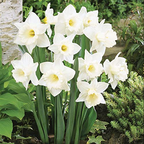 Floriculture Greens Winter Flower Bulbs Daffodil Aromatic Hybrid Flower Bulbs For Home Gardening (Mount Hood White, Pack Of 4 Bulbs) (B081QRJP6Z) Amazon Price History, Amazon Price Tracker
