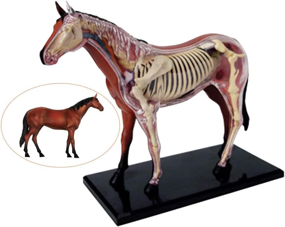 【MERAXI】最終セール！馬の解剖モデル 26ピース 馬の解剖モデル 動物生物学 スケルトン 臓器解剖モデル 取り外し可能なパズル