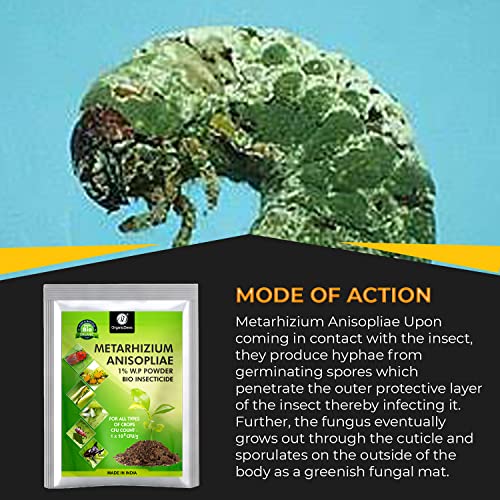 OrganicDews Beauveria bassiana + Verticillium lecanii + Metarhizium anisopliae Bio for Plants - 250 gram Each