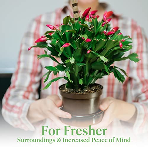 American Plant Exchange Live Christmas Cactus – 6-Inch Pot Cover – Easy Care Flowering Succulent with Festive Blooms for Holiday Home Décor, Kitchens, Offices & Indoor Winter Displays American Plant Exchange Live Christmas Cactus – 6-Inch Pot Cover – Easy Care Flowering Succulent with Festive Blooms for Holiday Home Décor, Kitchens, Offices & Indoor Winter Displays