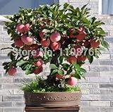 Marca: Suhulu. Tipo de producto: bonsái. Uso: plantas de exterior
