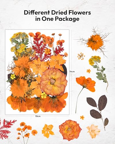 Image of Dried Flowers, Resiners 100Pcs Fall Pressed Flowers for Craft Real Natural Dried Flowers Dry Leaves Kit for DIY Making Crafts Resin Soap Candle Scrapbook Supplies Card Making Jewelry