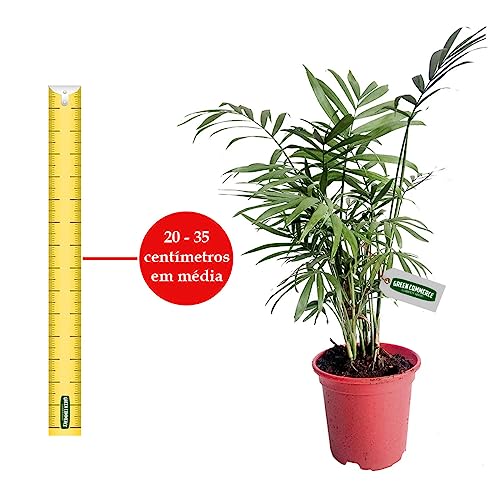 Palmeira Chamaedorea Ideal Para Ambientes Internos - Escritórios e Apartamentos - Fácil de Cuidar