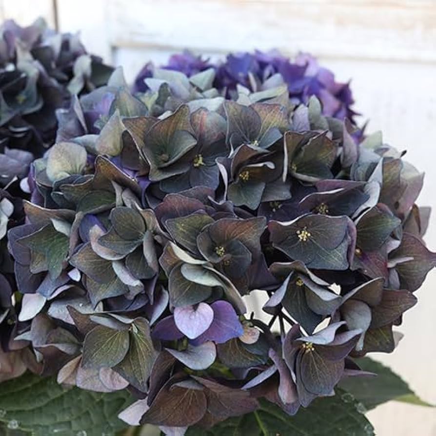 Amazon.co.jp: 鉢花 秋色 紫陽花 アジサイ ディープパープル 5号