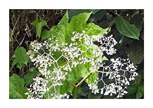 Pcs - 10x Begonia Parviflora Baumbegonie Fleurs Jardin Plantes - Graines ID344 - Seeds & Plants Shop by Ipsa