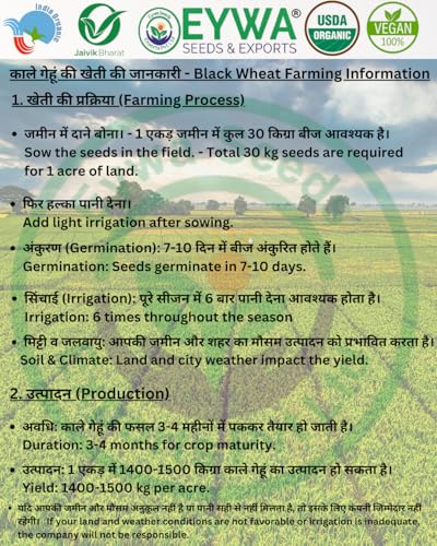 Image of Organic Black Wheat Seeds For Farming Produce Of India From Organic Farms By Eywa (5 Kg, Black wheat seeds)