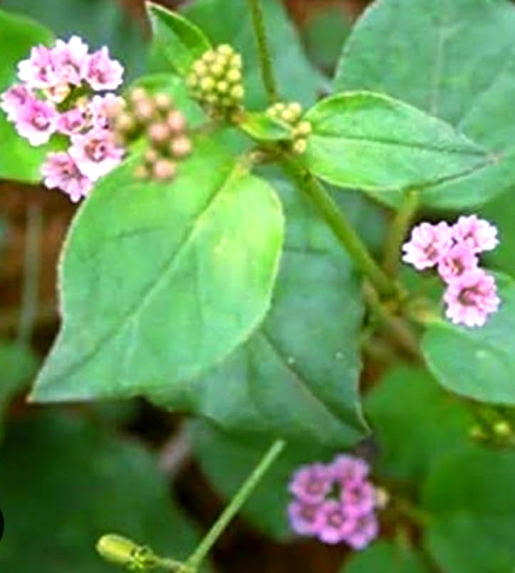 NATURE WORLD PREMIUM DESI FULLY ORGANIC AYURVEDIC PUNARNAVA ATIKA MAMIDI GALIJERU HEALTHY LIVE PLANT FOR GREAT HOME GARDENING AND MORE HEALTH BENEFITS (B0CWS4X7MR) Amazon Price History, Amazon Price Tracker
