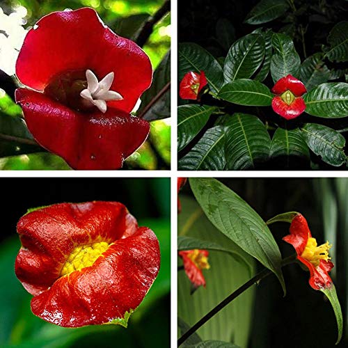 TankMR Farms Seeds 50 Pcs Blazing Red Lips Flower Seeds Psychotria Elata Flower Seed Garden Plant for Garden Balcony/Patio