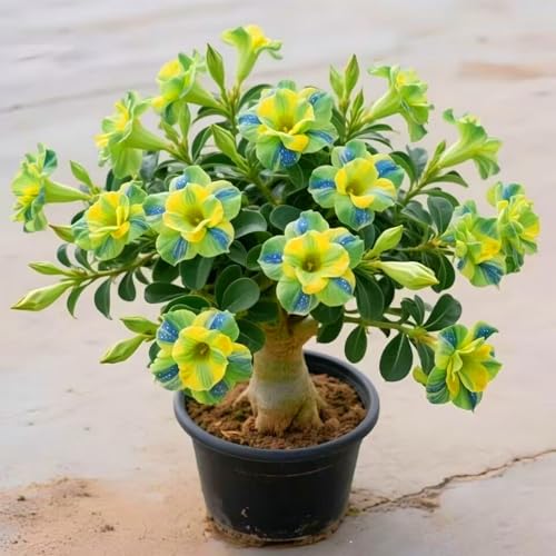 Los bulbos de rosa del desierto tienen colores vibrantes, perfectos para patios y balcones.-1Bulbos-C