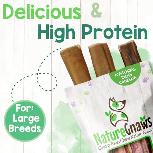 Image of Nature Gnaws Extra Large Bully Sticks for Dogs 11-12 inch (3 Count) - Thick Long Lasting for Aggressive Chewers and Heavy Chewers - Natural Beef Dog Chew Bones