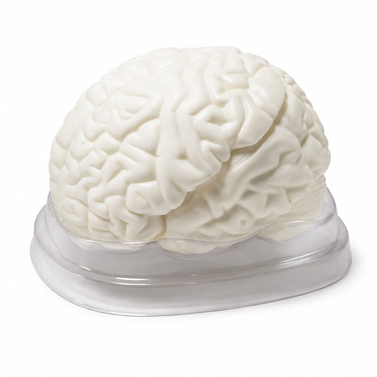 Bananaww Human Brain Model Anatomy, Anatomically Accurate Human Brain Model for Medical Teaching, Neuroscience Study Classroom Display