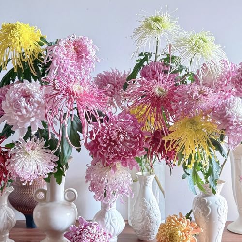chrysanthemen pflanzen winterhart samen - gartendeko für draußen exotische pflanzen samen gartendeko für draußen dekopflanzen blumensamen gastgeschenk geschenke für gartenfreunde 100pcs chrysanthemen pflanzen winterhart samen - gartendeko für draußen exotische pflanzen samen gartendeko für draußen dekopflanzen blumensamen gastgeschenk geschenke für gartenfreunde 100pcs