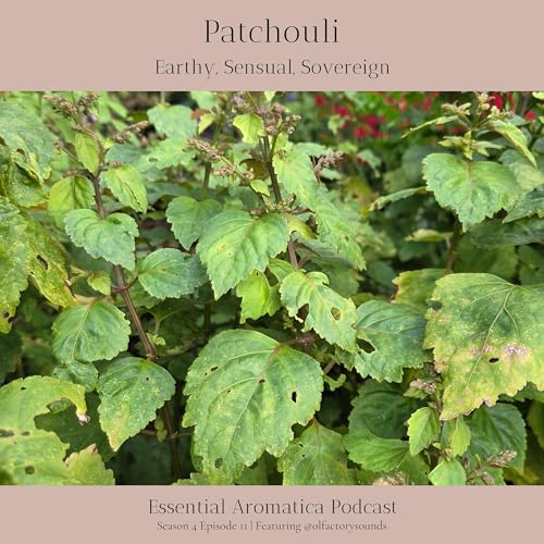 Patchouli: Earthy, Sensual, Sovereign (featuring @olfactorysounds)