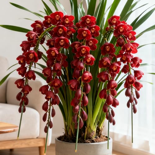 Rizomas de Cymbidium resistentes/Orquídeas de exterior/Cymbidium Fragantes/Perfectas para exhibir en balcones.-3 Rhizome-C
