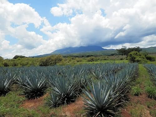 クインビーガーデン 100%有機アガベシロップ 330g