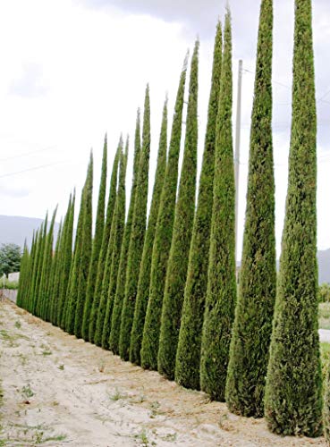 100 Graines de Cyprès Méditerranéen (Cupressus Sempervirens Pyramidalis) Vert
